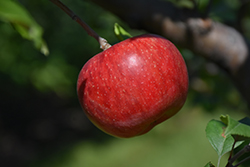 Wolf River Apple (Malus 'Wolf River') at Lakeshore Garden Centres