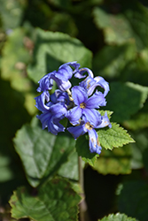 Hyacinth Blue Tube Clematis (Clematis heracleifolia 'Hyacinth Blue') at Lakeshore Garden Centres