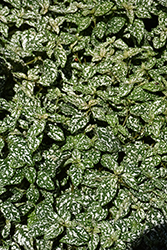 Confetti White Polka Dot Plant (Hypoestes phyllostachya 'Confetti White') at Lakeshore Garden Centres