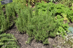 Shady Acres Rosemary (Rosmarinus officinalis 'Shady Acres') at A Very Successful Garden Center