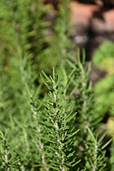 Shady Acres Rosemary (Rosmarinus officinalis 'Shady Acres') at A Very Successful Garden Center
