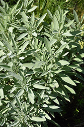 Garden Gray Sage (Salvia officinalis 'Garden Gray') at A Very Successful Garden Center
