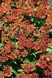 Mariachi Siesta Sneezeweed (Helenium autumnale 'Siesta') at Lakeshore Garden Centres