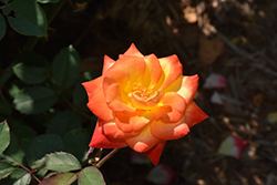 Autumn Splendor Rose (Rosa 'Autumn Splendor') at Stonegate Gardens