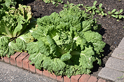 Napa Cabbage (Brassica rapa var. pekinensis) at A Very Successful Garden Center