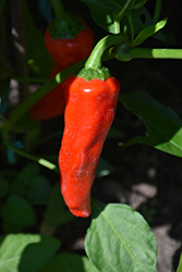 Red Ember Hot Pepper (Capsicum annuum 'Red Ember') at A Very Successful Garden Center