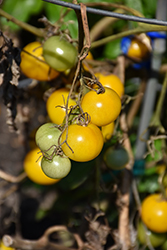 Patio Choice Yellow Tomato (Solanum lycopersicum 'Patio Choice Yellow') at A Very Successful Garden Center