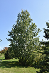 Trembling Aspen (Populus tremuloides) at A Very Successful Garden Center