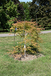 Ice Dragon Maple (Acer 'IsliD') at The Mustard Seed