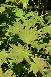 Northern Spotlight Korean Maple (Acer pseudosieboldianum 'KorDak') at A Very Successful Garden Center