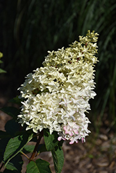 Berry White Hydrangea (Hydrangea paniculata 'Renba') at A Very Successful Garden Center