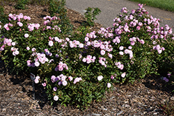 Head Over Heels Rose (Rosa 'BAIeels') at A Very Successful Garden Center