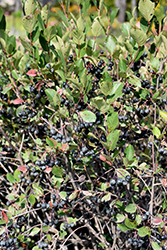 Black Chokeberry (Aronia melanocarpa) at The Mustard Seed