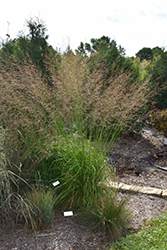 Skyracer Moor Grass (Molinia caerulea 'Skyracer') at Stonegate Gardens