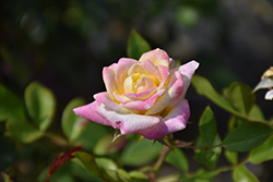 Music Box Rose (Rosa 'BAIbox') at A Very Successful Garden Center