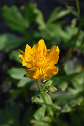 Morning Sun Globeflower (Trollius chinensis 'Morning Sun') at A Very Successful Garden Center