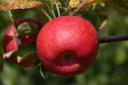 Connell Red Apple (Malus 'Connell Red') at Lakeshore Garden Centres