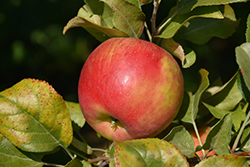 Red Duchess Apple (Malus 'Red Duchess') at A Very Successful Garden Center