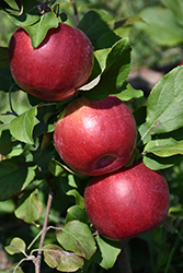 Hazen Apple (Malus 'Hazen') at A Very Successful Garden Center