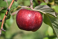 Frostbite Apple (Malus 'MN 447') at Lakeshore Garden Centres