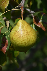 Gourmet Pear (Pyrus 'Gourmet') at A Very Successful Garden Center
