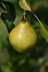 Highland Pear (Pyrus communis 'Highland') at A Very Successful Garden Center