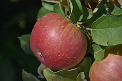 Cox's Orange Pippin Apple (Malus 'Cox's Orange Pippin') at Lakeshore Garden Centres