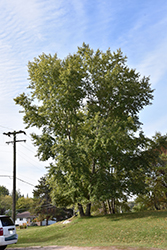 Lanceleaf Poplar (Populus x acuminata) at A Very Successful Garden Center