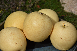 Shinseiki Asian Pear (Pyrus pyrifolia 'Shinseiki') at A Very Successful Garden Center