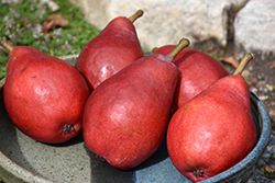 Starkrimson Pear (Pyrus communis 'Starkrimson') at A Very Successful Garden Center
