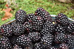 Triple Crown Blackberry (Rubus 'Triple Crown') at A Very Successful Garden Center