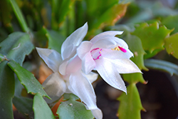 White Christmas Holiday Cactus (Schlumbergera truncata 'White Christmas') at A Very Successful Garden Center