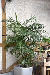 Cat Palm (Chamaedorea cataractarum) at A Very Successful Garden Center