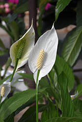 Peace Lily (Spathiphyllum cochlearispathum) at A Very Successful Garden Center