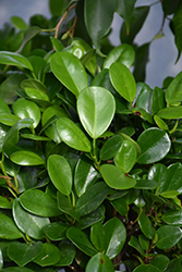 Moclame Ficus (Ficus microcarpa 'Moclame') at Golden Acre Home & Garden