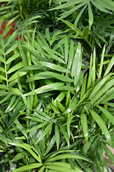 Neanthe Bella Palm (Chamaedorea elegans) at A Very Successful Garden Center