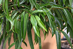 Alii Fig (Ficus maclellandii 'Alii') at A Very Successful Garden Center