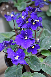 Blue African Violet (Saintpaulia 'Blue') at A Very Successful Garden Center