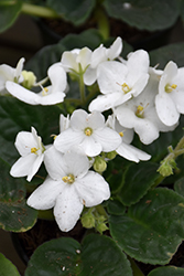 White African Violet (Saintpaulia 'White') at A Very Successful Garden Center
