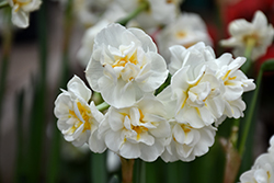 Bridal Crown Daffodil (Narcissus 'Bridal Crown') at A Very Successful Garden Center