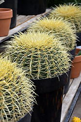 Golden Barrel Cactus (Echinocactus grusonii) at A Very Successful Garden Center