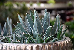 King of the Agaves (Agave ferdinandi-regis) at A Very Successful Garden Center