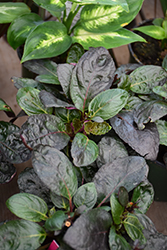 Red Ivy (Hemigraphis colorata) at A Very Successful Garden Center