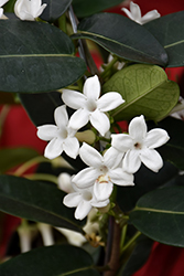 Madagascar Jasmine (Stephanotis floribunda) at A Very Successful Garden Center