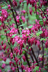 King Edward VII Winter Currant (Ribes sanguineum 'King Edward VII') at A Very Successful Garden Center