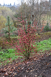 King Edward VII Winter Currant (Ribes sanguineum 'King Edward VII') at A Very Successful Garden Center