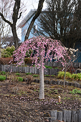Pink Cascade Weeping Cherry (Prunus 'NCPH1') at Lakeshore Garden Centres