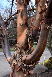 Fireburst Paperbark Maple (Acer griseum 'JFS KW8AGRI') at Stonegate Gardens