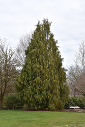 Weeping Nootka Cypress (Chamaecyparis nootkatensis 'Pendula') at Lakeshore Garden Centres