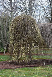Weeping Pussy Willow (Salix caprea 'Pendula') at A Very Successful Garden Center